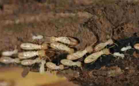 白蚁防治